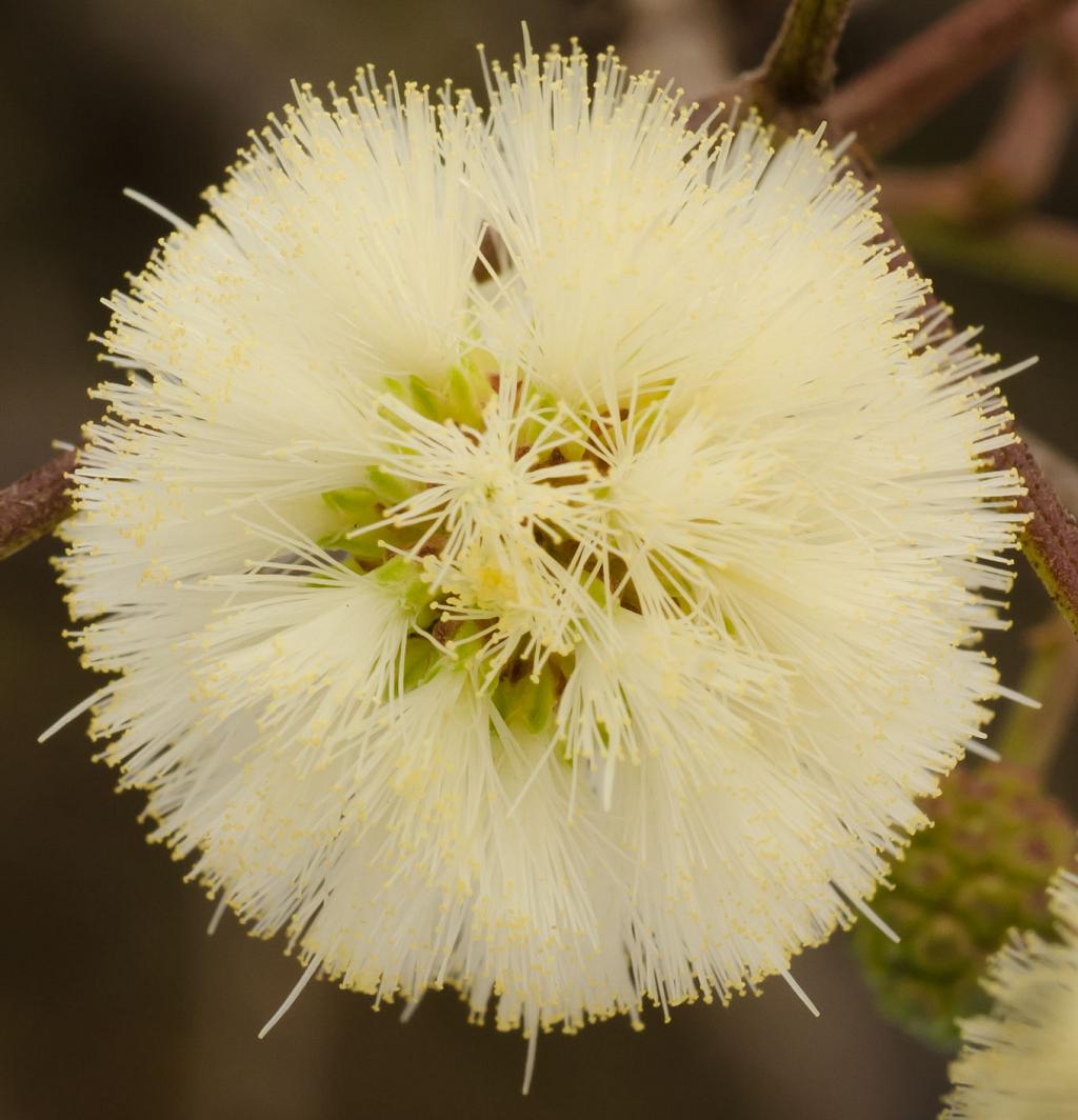 Inflorescencia de Garabato Hembra, Acacia praecox, florecida.
