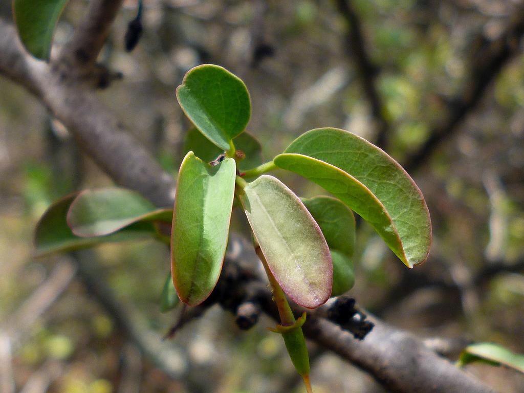 Ya casi maduras de todo en todo, estas hojas de Alvarillo se pliegan sobre sí mismas, casi hasta cerrarse.

Las hojas nacen en este caso en ramillete.