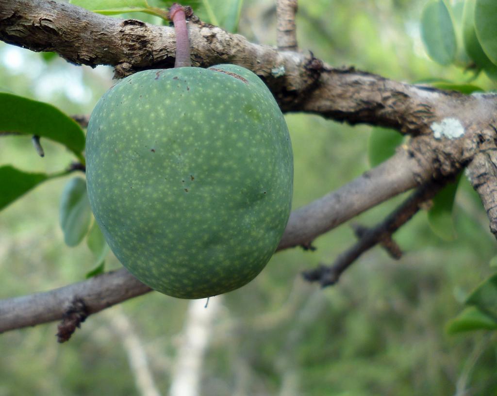 Aquí observamos el fruto aún verde del Alvarillo, de cuya semejanza con el Damasco, este afable arbolito de Córdoba hereda su nombre.