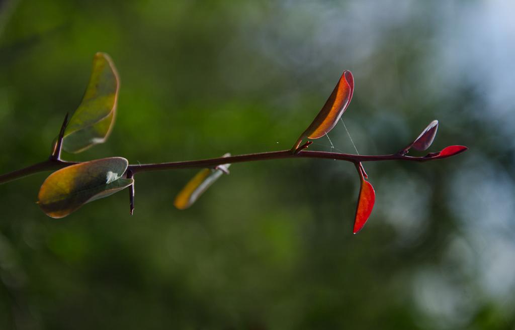 Fascinantes son los tonos rojizos con los que revientan las hojas nuevas.

En la exquisita variedad de los árboles de Córdoba, unas son rojas cuando nacen, y otras, como las del Horco Quebracho y el Guindillo, cuando se marchitan.