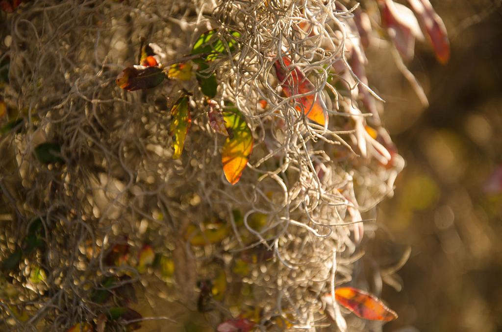 Por entre Barbas de Viejo, se abren paso las hojas del Guindillo, presurosas a beber la blanda luz que el sol otoñal envía.