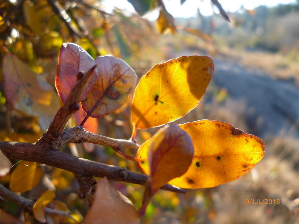 Estas hojas se tiñen de amarillo, en una tarde mágica, a las orillas del Río San Antonio, en Cuesta Blanca, Córdoba.