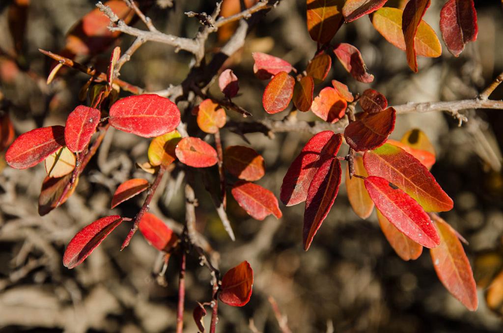 Si bien pasa por árbol común en los meses estivales y primaverales, con los primeros fríos el Guindillo comienza a teñirse de colores rojos, hasta alcanzar la máxima expresión de su mustia belleza, como se ve en la foto.