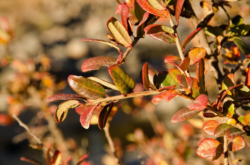 Se advierten en la imagen las hojas simples y alternas, sujetas a las ramas por sus pecíolos rojos de 5 mm. de longitud