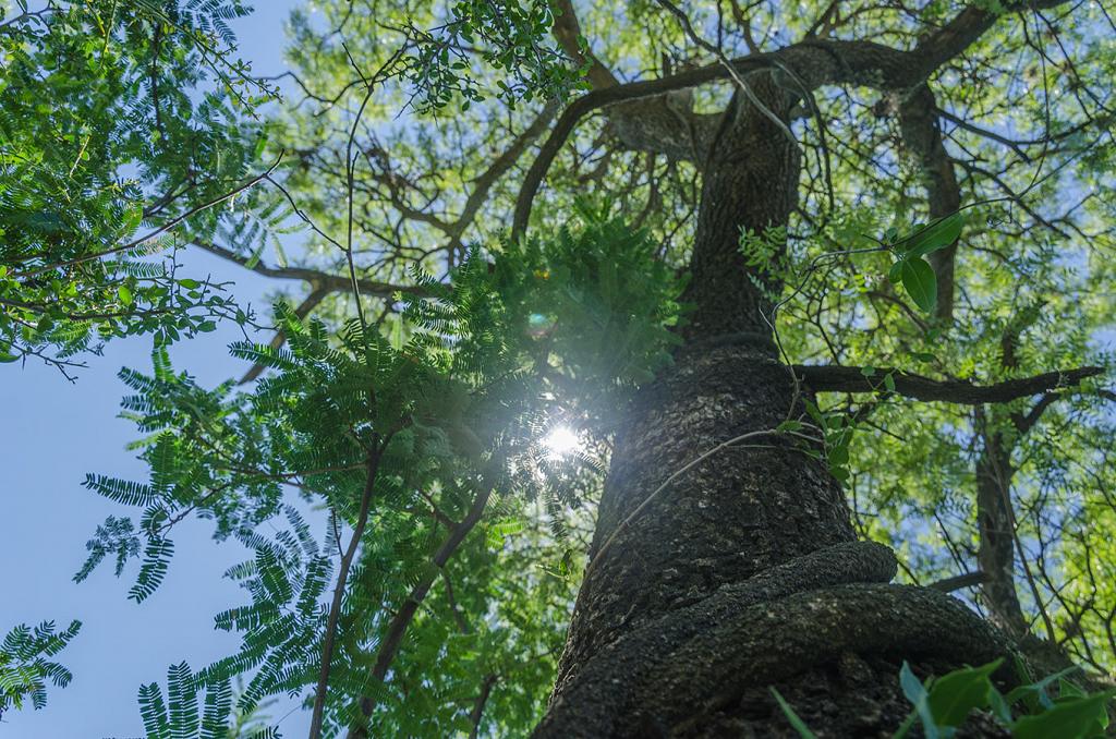 Este tronco se alza hacia el cielo, como queriendo tocar el sol, trepado y enlazado de firmes abrazos de enredaderas, que parecen ramas, de gruesas. 