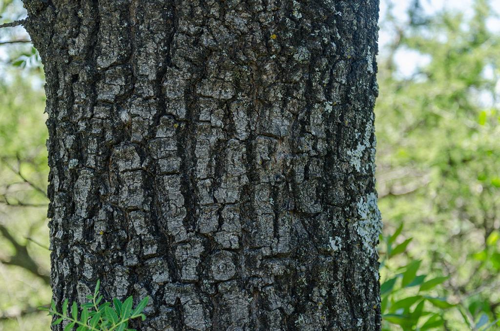 Tronco típico de la especie: fuste recto, sin ramas en la base, de hasta un metro de diámetro.

La corteza, rugosa, leñosa, de color gris oscuro, hendida profunda y verticalmente.