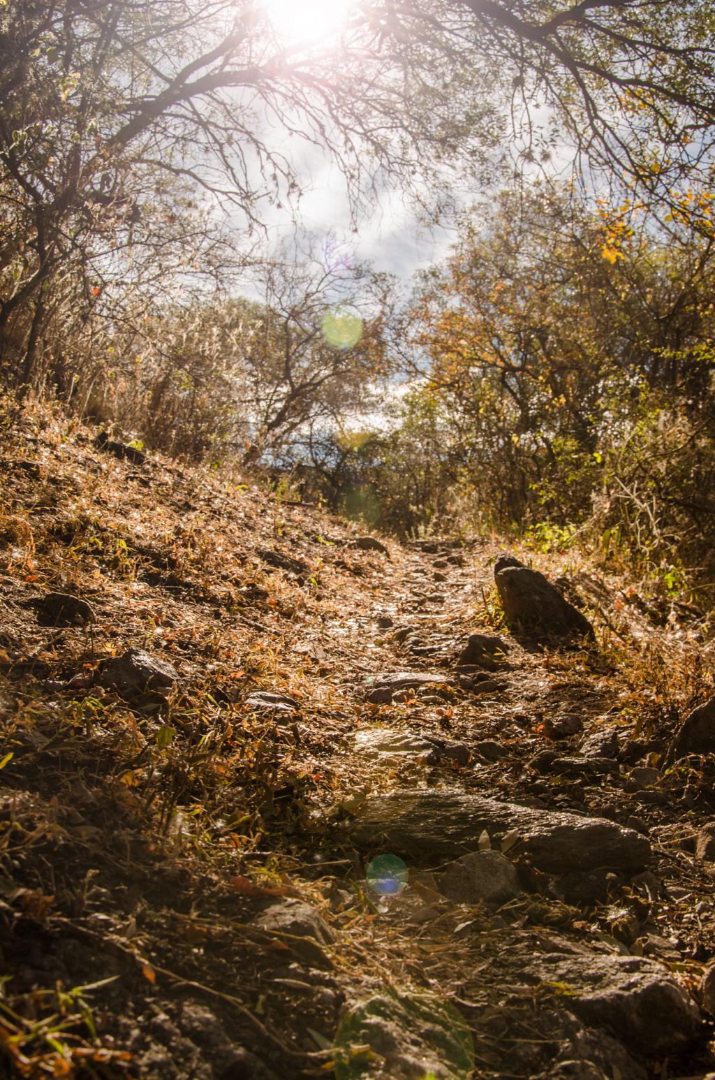 En la Reserva Vaquerías, este senderito trepa, cuesta arriba, serpea por entre una celosía de Manzanos del Campo mustios, que se doran de lánguido sol invernal, y, tras doblar, se pierde. 
