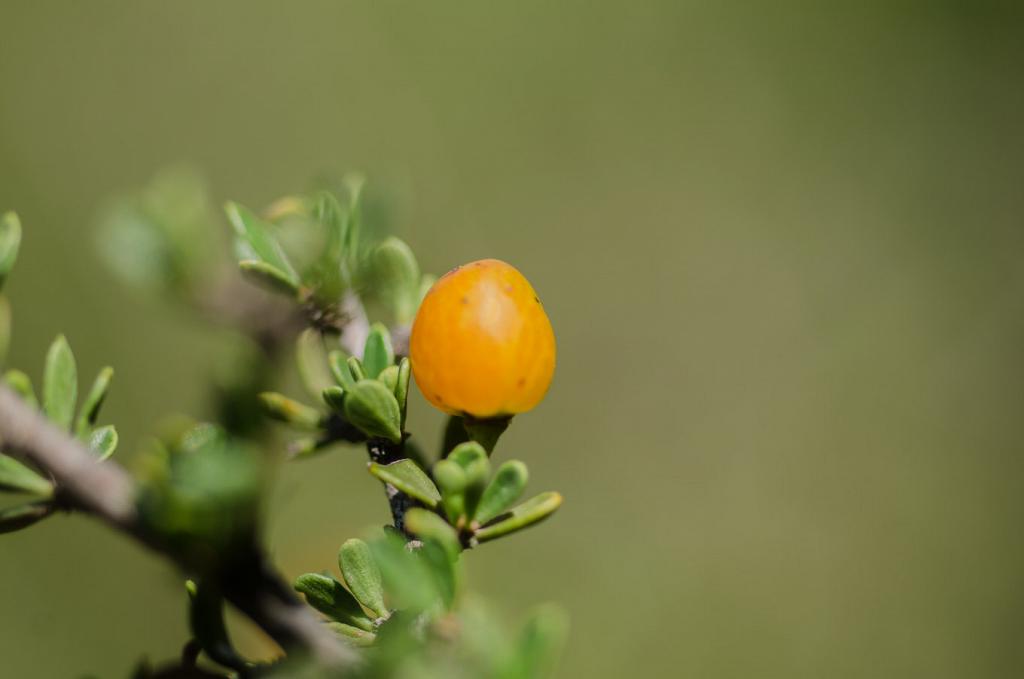 Fruto del Piquillín, en su madurez plena.

Los colores negro, rojo y naranja son los más comunes. El amarillo, como en este caso, es menos frecuente.
