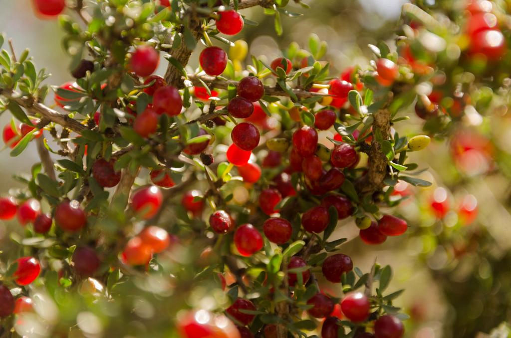 El Piquillín es famoso por su fruto comestible, dulce y sabroso, con el que se hace arrope. 

Aquí, un ejemplar que, pródigo, está colmado de fruto, para fruición de los pájaros.