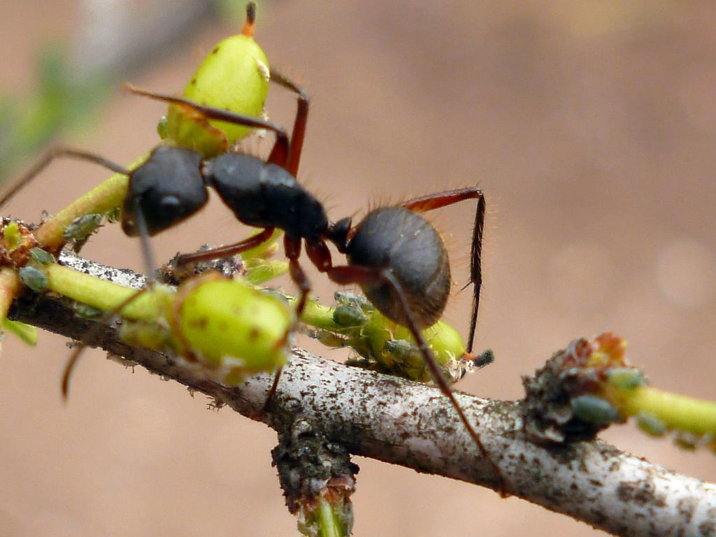 La hormiga, sobre el Piquillín, no vino por las hojas, sino por los pulgones. 

¿Los ves? Son diminutos. Entre el Piquillín y la Hormiga se establece una relación de simbiosis. La hormiga defiende a los Piquillines de los pulgones, y a cambio los Piquillines les proveen alimento. 