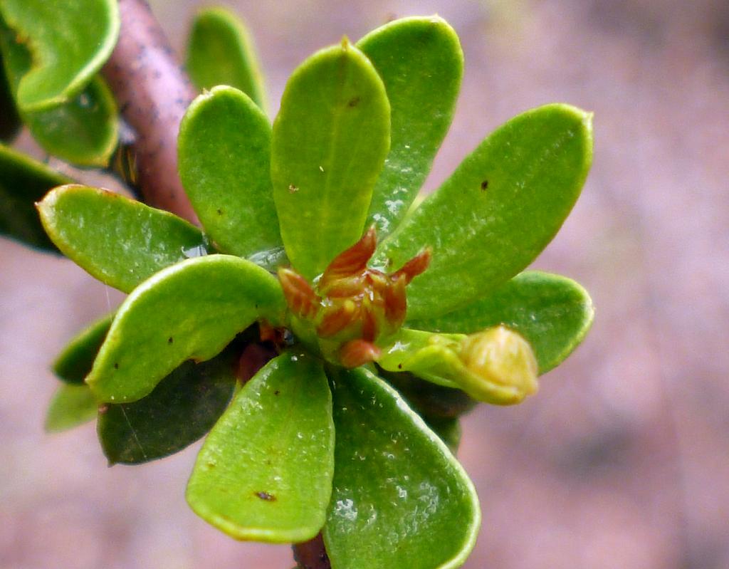 Las hojas del Piquillín, como se advierte en la imagen, son simples, cutinizadas, elíptico ovadas, sesiles (sin pecíolo) y nacen en ramillete. 