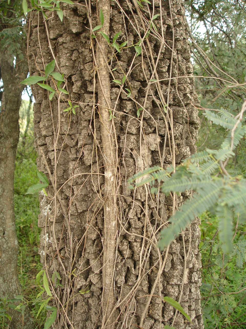 Este tronco de Quebracho Blanco se levanta, trepado por una enredadera. 

El tronco crece derecho, haciendo sombra a los árboles que crecen debajo, como Garabatos Machos y Hembras. 