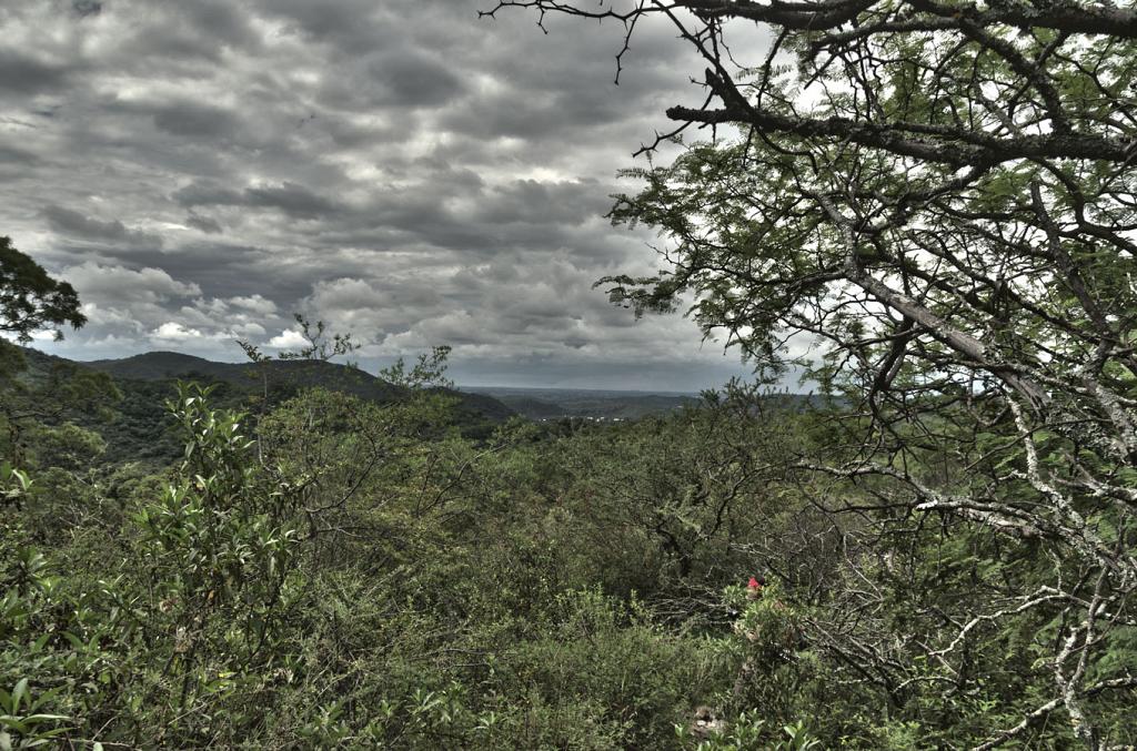 Una tormenta se cierne sobre el cielo, en la Reserva Natural Militar la Calera.

Los árboles extienden su ramaje tortuoso al cielo, como implorando por la lluvia.