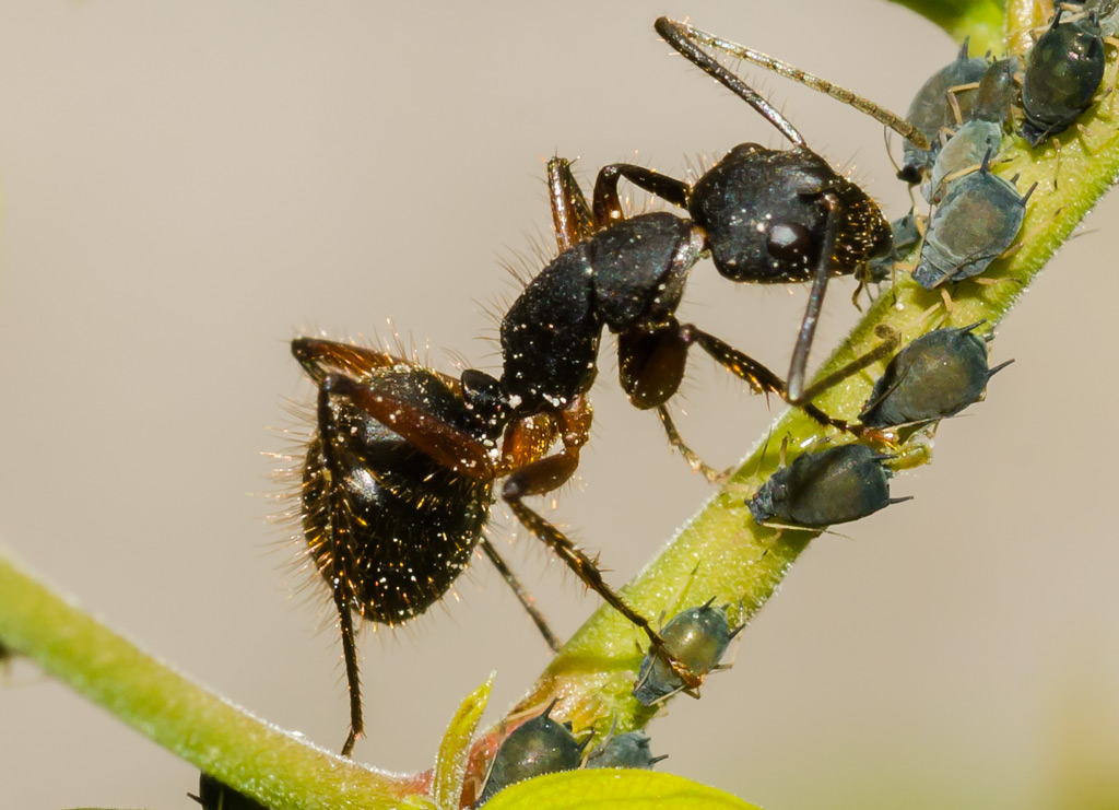 Simbiosis entre hormigas y pulgones.
La relación entre las hormigas y los pulgones es increíble. Las ramas de este Piquillín estás cubiertas de pulgones. Pareciera a primera vista que las hormigas las atacan, pero no es así. Todo lo contrario. Los pulgones se nutren de la savia del árbol, y defecan una sustancia rica en azúcar, que las hormigas comen. A cambio, las hormigas protegen a los pulgones de sus enemigos, y si llegaran a caer del árbol, diligentemente los vuelven a subir.
Hay mucho má