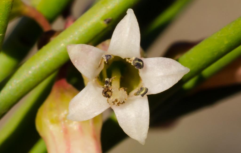 Acercamiento extremo de la flor del Barba de Tigre. 

Con apenas 3 mm. de diámetro, esta flor es sumamente pequeña. 

La flor, hermafrodita, semeja una diminuta estrella con sus cinco pétalos. 
