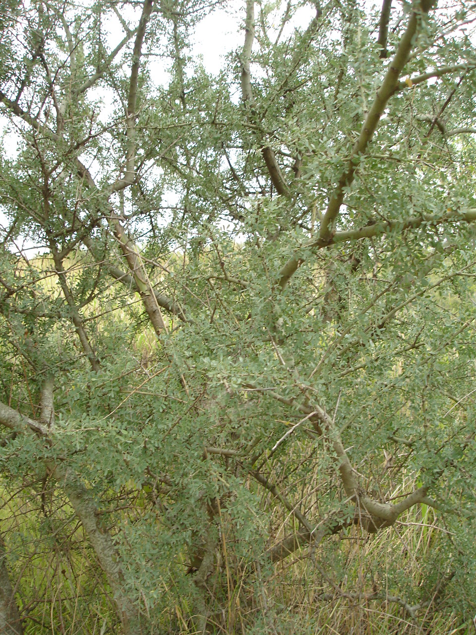 El ramaje del Chañar es torcido y abundante. 