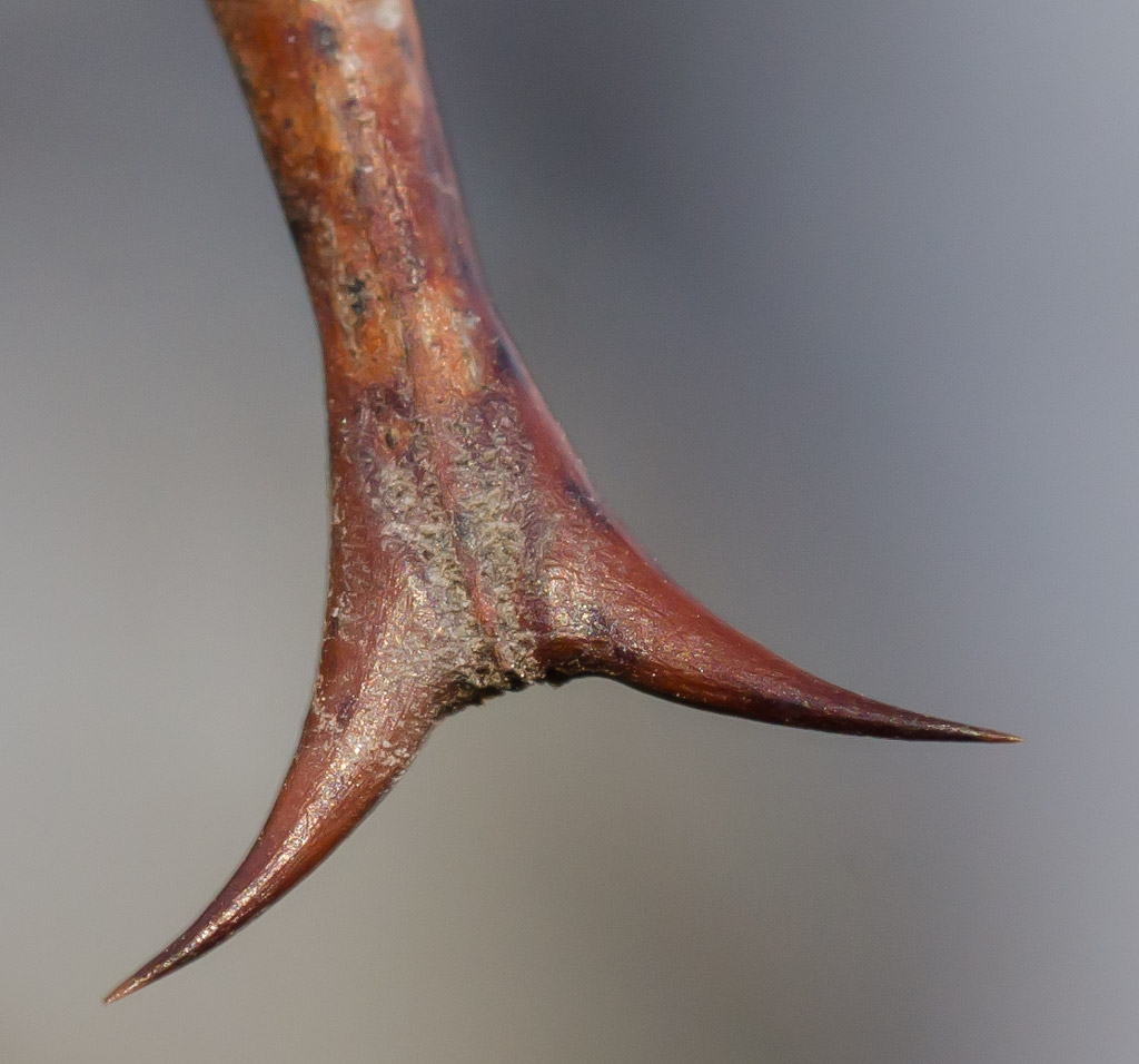 La espina del Garabato Macho, con sus tres puntas agudas, tiene la forma de un Tridente. De allí recibe su nombre científico la especie, 